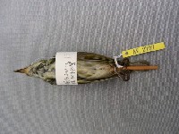 極北柳鶯藏品圖，第2張